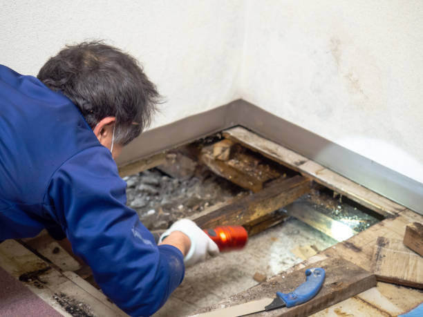 Best Fast Mold Removal  in Lester Prairie, MN