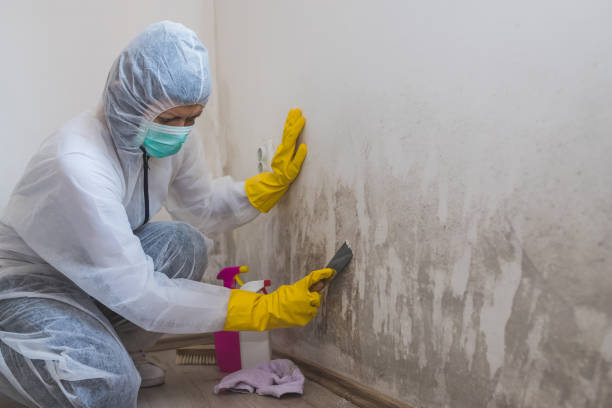 Office Mold Removal Services in Lester Prairie, MN