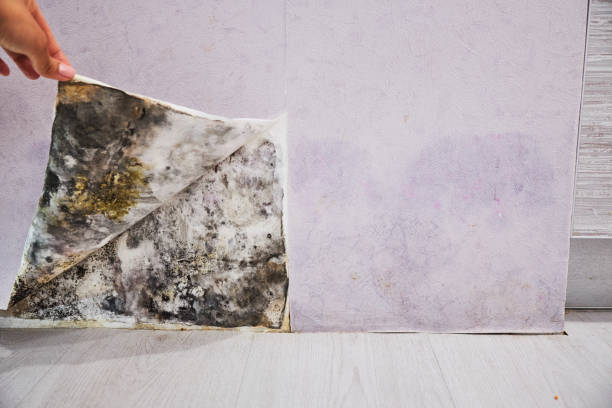 Best Mold Cleaning Services  in Lester Prairie, MN